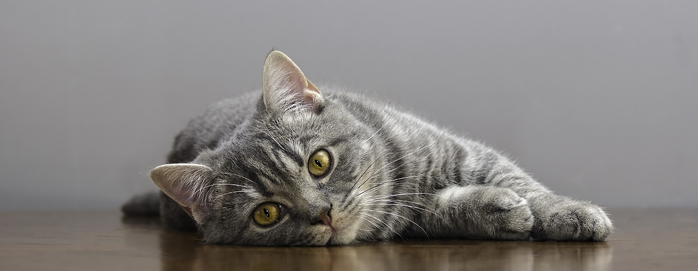 Hal yang Perlu Diketahui Tentang Steril Kucing | PURINA Indonesia